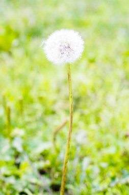 Dandelion's blowball in green background clipart