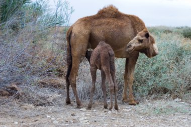 Camel's Breastfeeding clipart