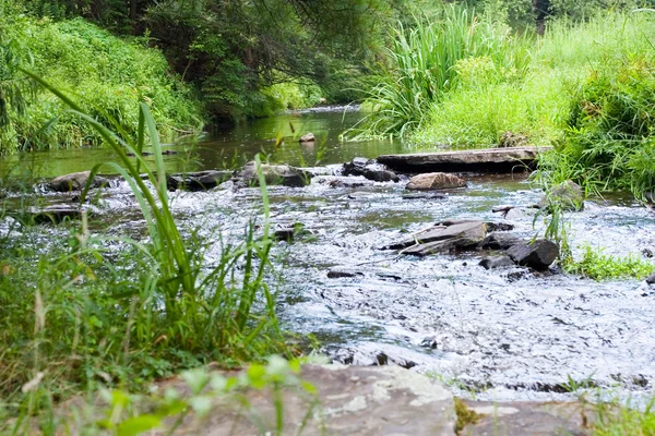 Stock image River in forest