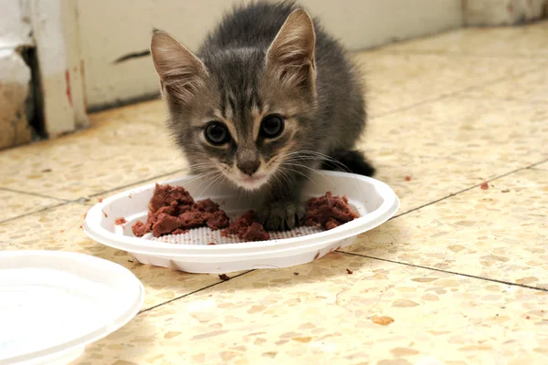 stock image Hungry small cat