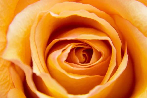 Extreme close up of a yellow orange rose — Stock Photo, Image
