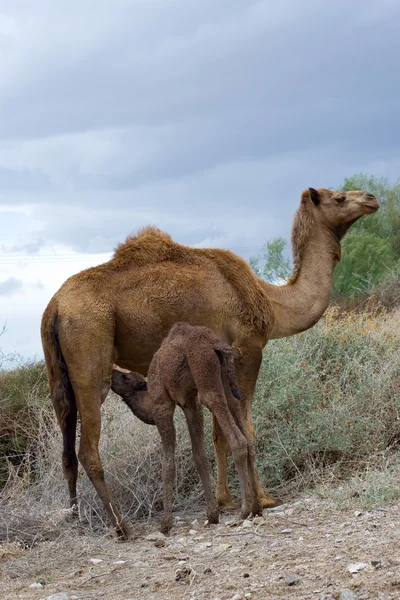 Грудное вскармливание верблюдов — стоковое фото