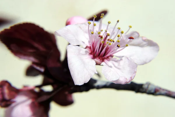 beyaz çiçek blossom makro