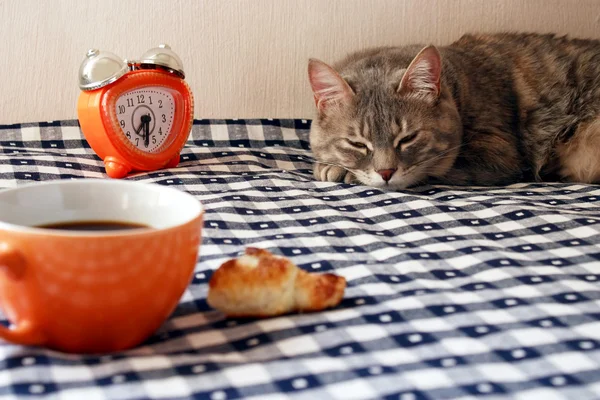 Manhã - despertador, xícara de café e gato sonolento — Fotografia de Stock