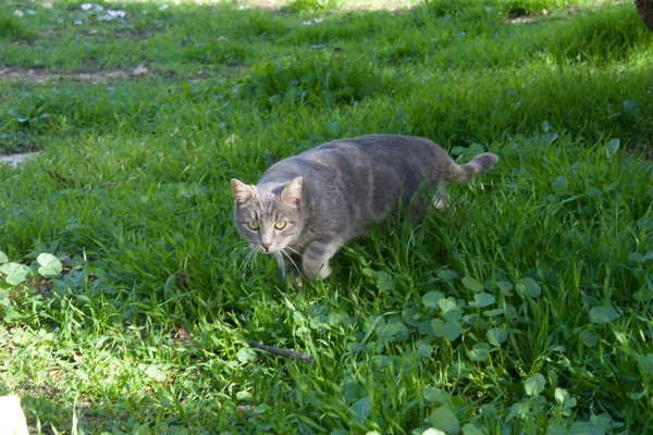 O gato, na grama caçando e cuidando de coisas para perseguir . Imagem De Stock