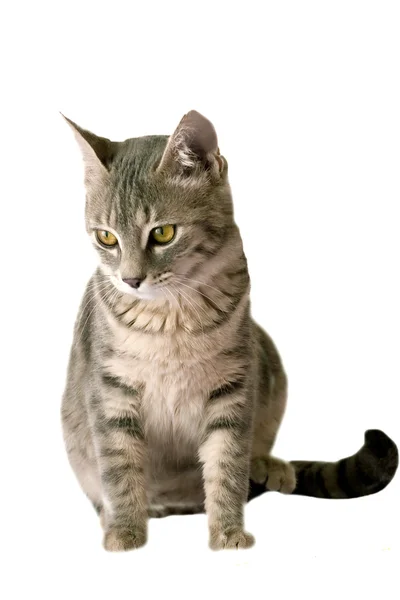 Ізольована кіт сидів Стокове Фото