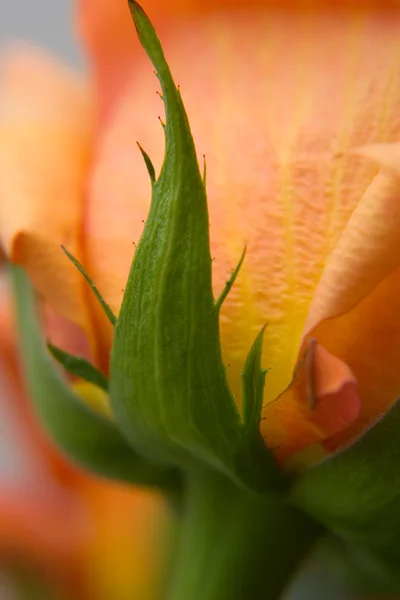 Extremo primer plano de una rosa naranja Fotos de stock libres de derechos