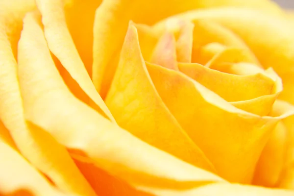 Extremo perto de uma rosa amarela — Fotografia de Stock