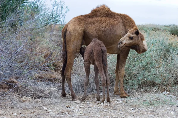 Aleitamento materno de camelo — Fotografia de Stock
