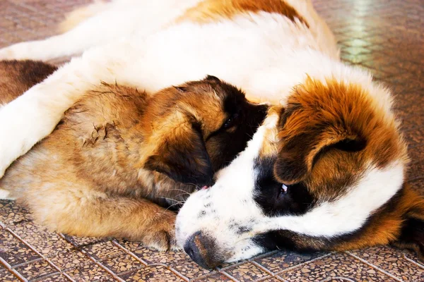 stock image Dog and puppy.