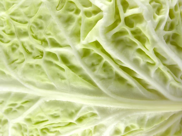 stock image Cabbage sheet