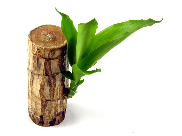 Germoglio verde che cresce da un tronco di una palma di colore verde Fotografia Stock