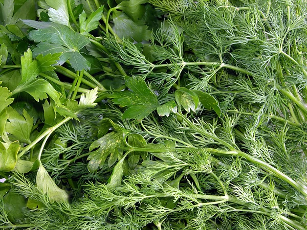 Gemüse, Fenchel, Petersilie — Stockfoto