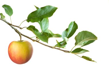 Apple on a branch clipart