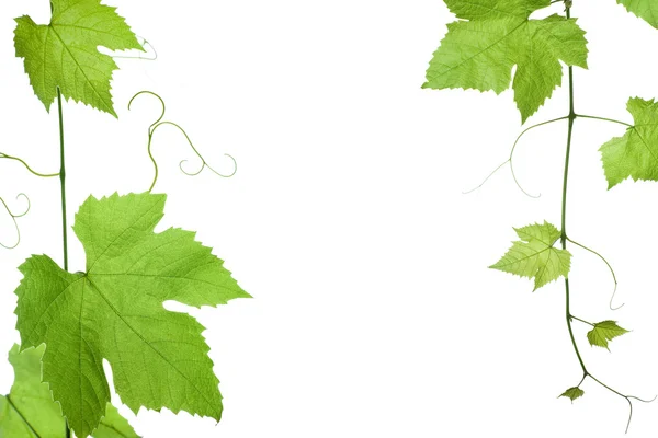 Виноградные листья — стоковое фото