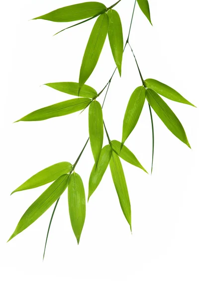 Bambu yaprakları — Stok fotoğraf