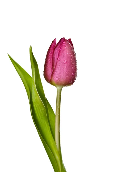 Purple tulips on a white background — Stock Photo, Image