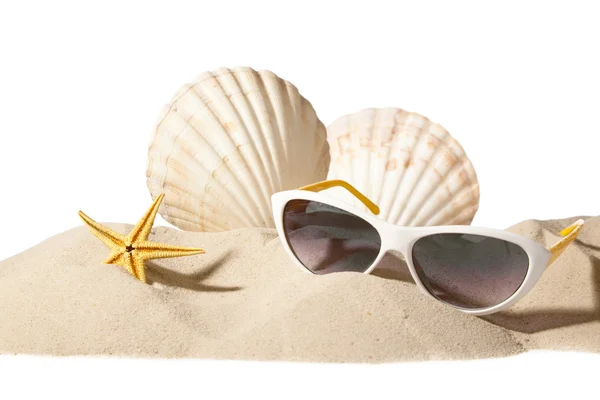 Shell sulla spiaggia — Foto Stock
