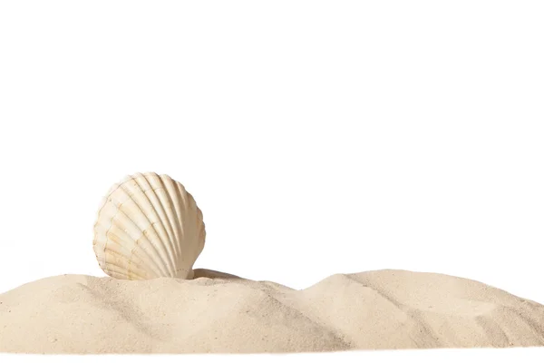 Shell na praia — Fotografia de Stock