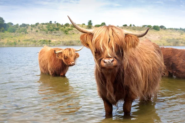 Vache écossaise des hautes terres — Photo