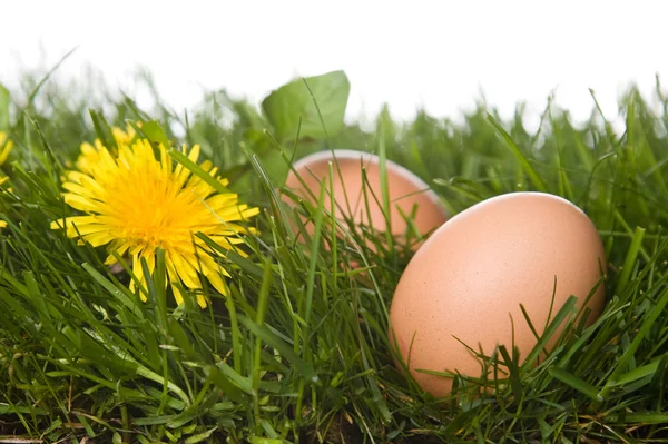 stock image Eggs