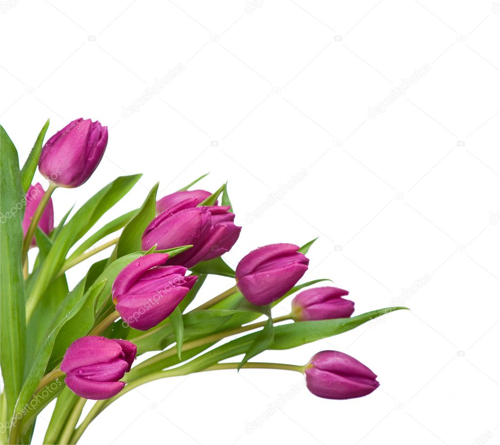 Purple Tulips On A White Background Stock Photo By ©twixx 6706281