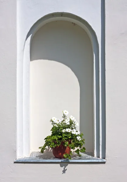 White petunia in a flower pot — Stock Photo, Image