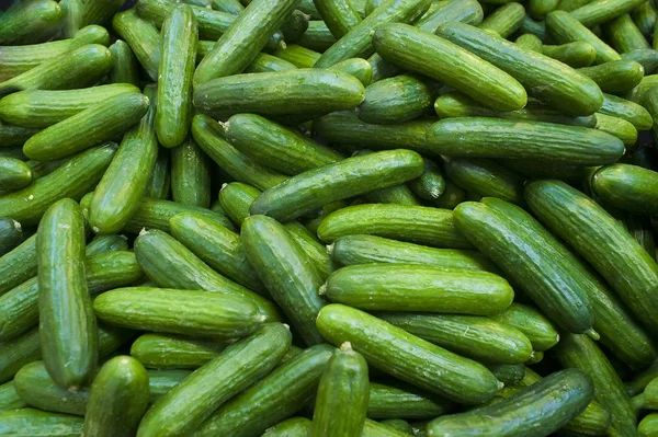 Stock image Cucumbers