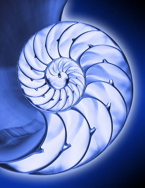 Nautilus shell interior — Fotografie, imagine de stoc