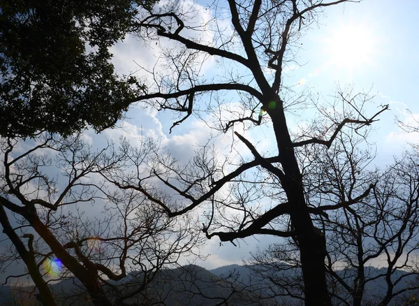Pohon-pohon di hutan belantara — Stok Foto