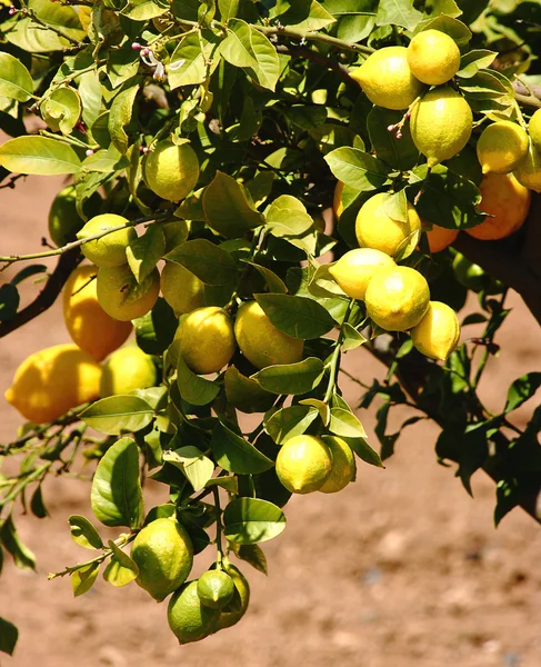 stock image Lemons In A Lemon Tree In Europe