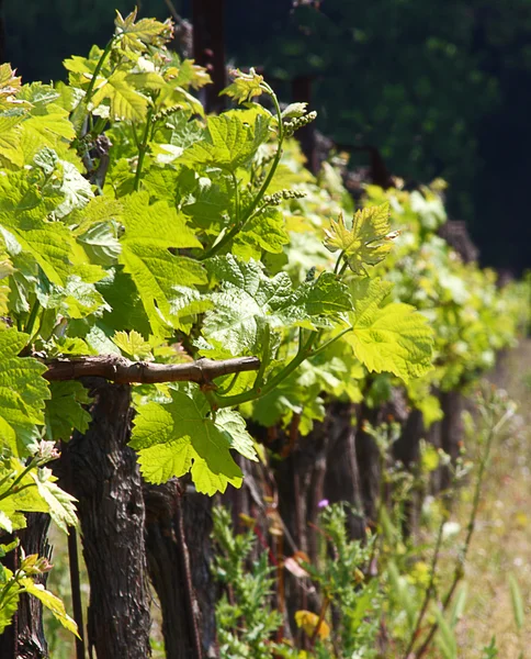 stock image Grape Vines For Wine Making In Europe