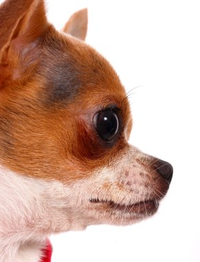 Close Up Of A Pet Chihuahua's Face clipart