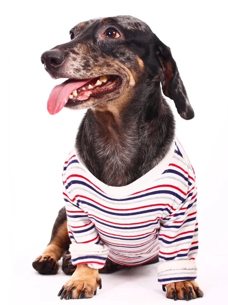 Mutlu Orta Boyut köpek biraz susuz arıyorsunuz — Stok fotoğraf