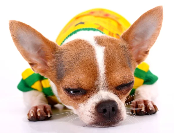 Chihuahua pequeno tendo um sono — Fotografia de Stock
