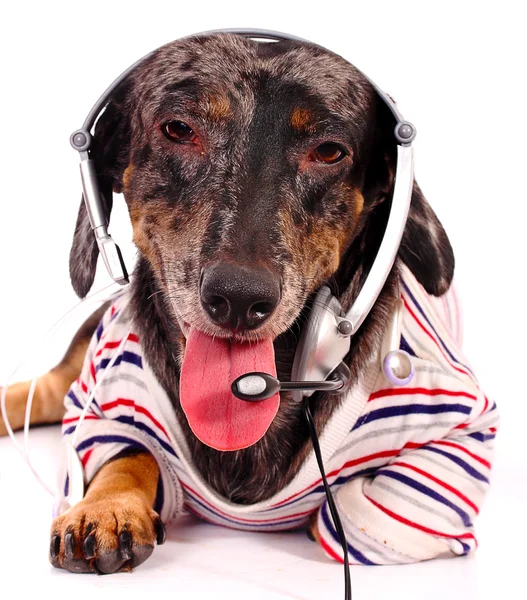 Telemarketing Dog Giving Servicio al Cliente —  Fotos de Stock