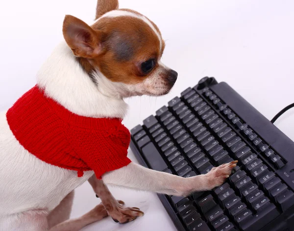 Sällskapsdjur chihuahua att kontakta hans vänner på internet — Stockfoto