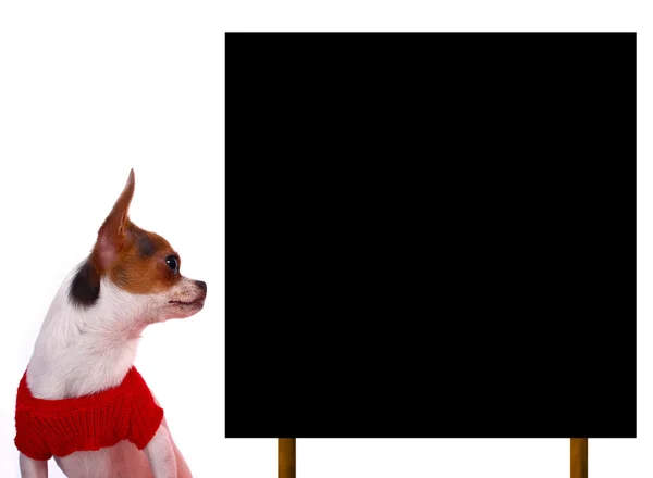 Bonito filhote de cachorro Chihuahua olhando para uma placa em branco — Fotografia de Stock