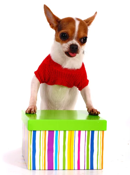 Chihuahua recebendo um presente para o Natal — Fotografia de Stock