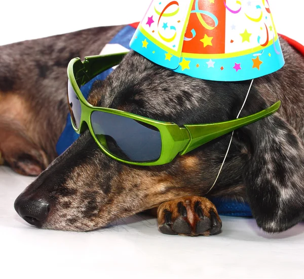Ett hundliv har kul på en fest — Stockfoto