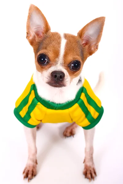 Chihuahua słodkie patrząc na swego Pana o coś do jedzenia — Zdjęcie stockowe