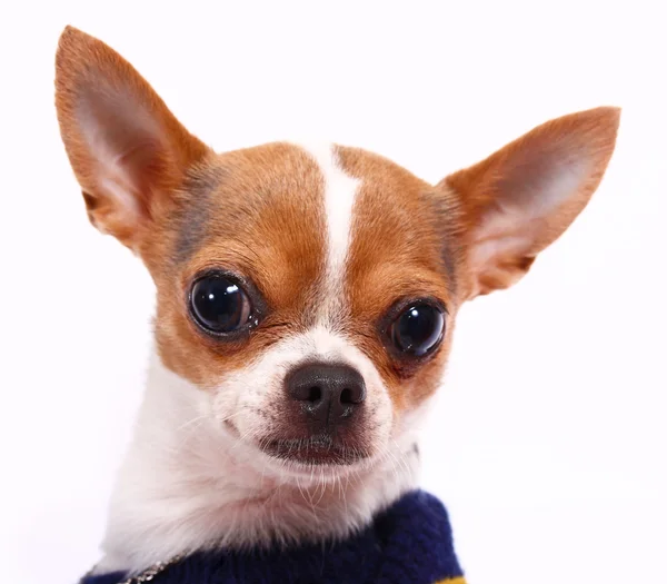 Chihuahua pequeno bonito vestindo um jumper — Fotografia de Stock
