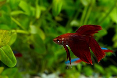 Betta splendens clipart