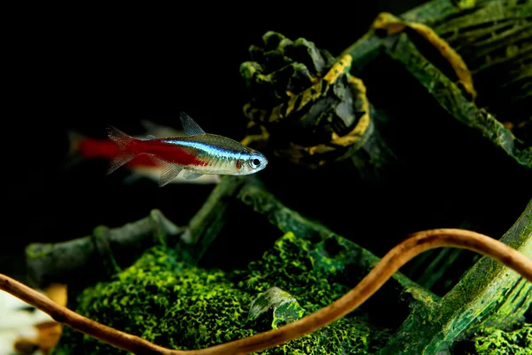 Neon fiskar i akvarium — Stockfoto