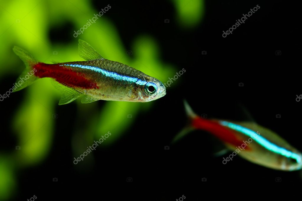 Neon fish in aquarium — Stock Photo © dmitryo #5974116