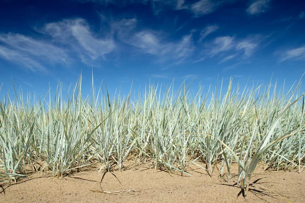 stock image Leymus arenarius