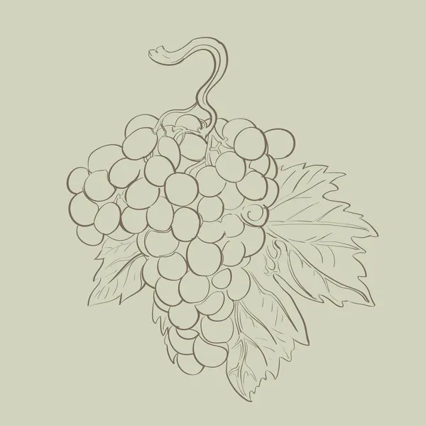 Uvas con hoja — Vector de stock