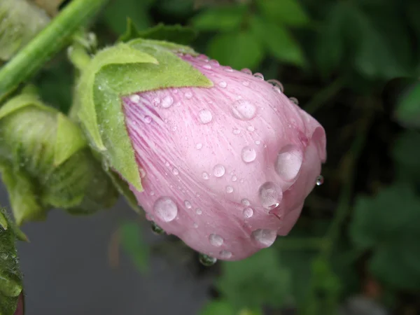 雨滴混入時におけるピンク アオイ科の植物の芽 — ストック写真