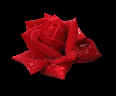 Red rose in raindrops isolated on black clipart