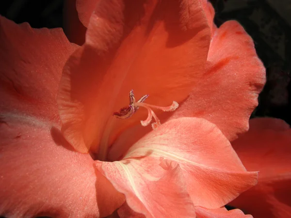Nahaufnahme von roten Gladiolen — Stockfoto
